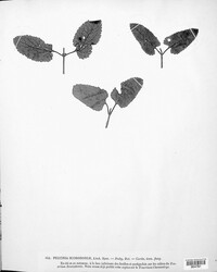 Puccinia annularis image
